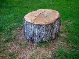 Professional Tree Removal in Thomasville, AL
