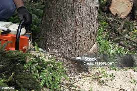 Tree and Shrub Care in Thomasville, AL