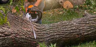 Best Storm Damage Tree Cleanup  in Thomasville, AL