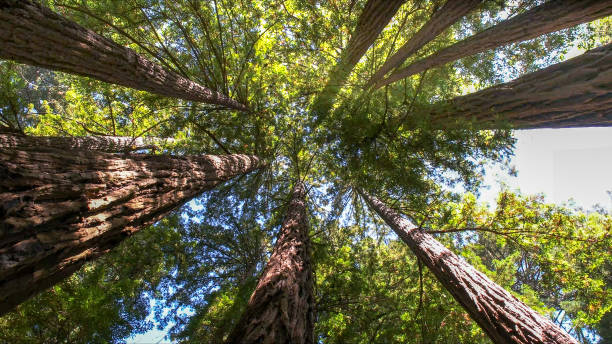 Best Tree Preservation Services  in Thomasville, AL