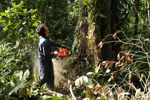 Best Arborist Consultation Services  in Thomasville, AL