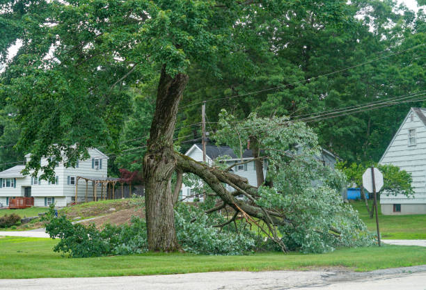 Best Lawn Drainage Solutions  in Thomasville, AL