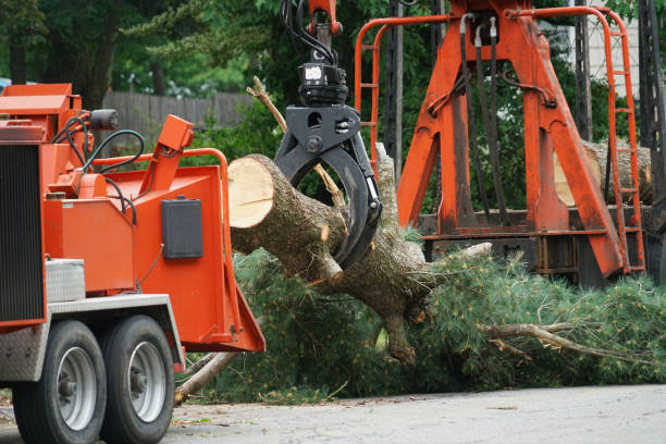 Best Lawn Disease Treatment  in Thomasville, AL