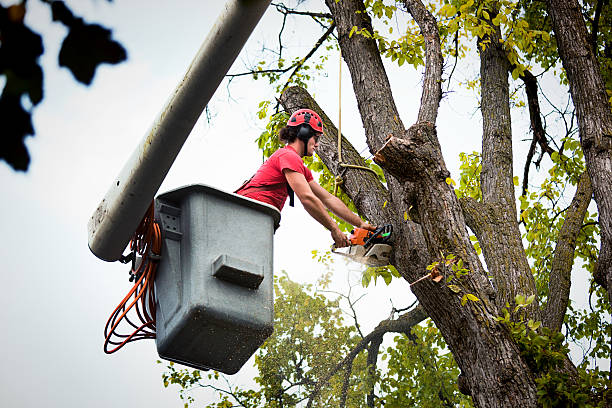 Best Tree Risk Assessment  in Thomasville, AL