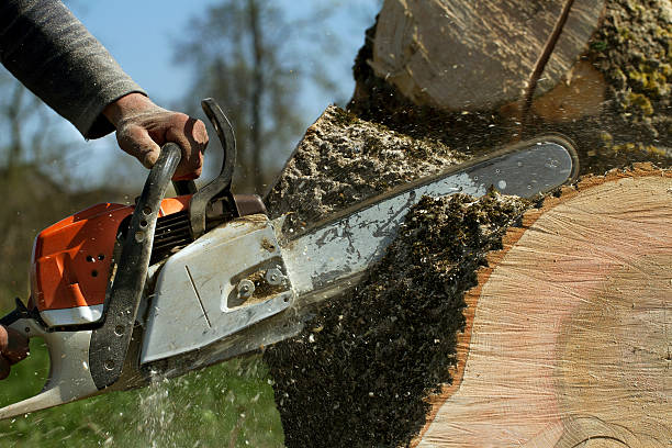 Best Tree Mulching  in Thomasville, AL
